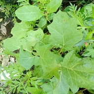 ANAK POKOK TERUNG PIPIT SIAP UNTUK DITANAM