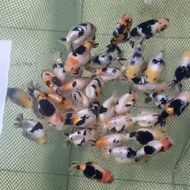 [TERLARIS] GOLDFISH HIGH QUALITY MILK COW RANCHU SAPI CHINA