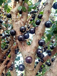 ต้นองุ่นบราซิล ผลมีรสชาติหวานฉ่ำ  เป็นไม้ยืนต้น