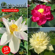 Bonsai Garden Pot Dwarf Lotus Seed Water Lily Flower Mix Bowl Seeds