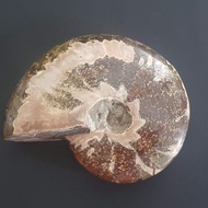 Fossil Ammonite - Ammonite Fossil Choffaticeras Segne - Size Xl