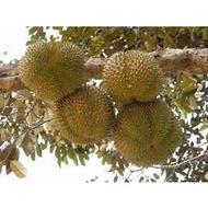 POKOK DURIAN D99 HYBRID