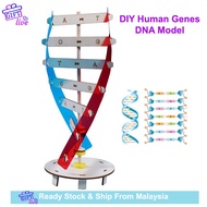 Set DNA Models Double Helix Science Teaching Toy DIY Human Genes Science Aids Special Tools For Chil