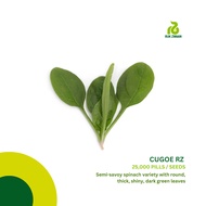 Rijk Zwaan Cugoe RZ F1 Savoy Spinach