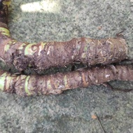 umbi alocasia nebula sp borneo