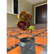 Pokok Bunga Puding Siam polybag