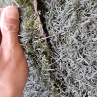 rumput sintetis lapangan futsal bekas masih bagus high quality