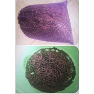 A.f.mixed Size Small 0.5 A.a.for Breeding.