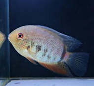 【成崧水族】尼格羅紅鑽菠蘿 F1魚  尼格羅紅鑽菠蘿 F1 慈鯛 小型魚 觀賞魚