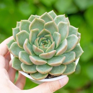 Blue stone lotus 9-11cm - Stone lotus garden