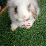 Anakan Kelinci Fuzzy Lop Ras Asli Khusus Gojek Dan Grab #Gratisongkir