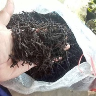 UM(1) Akar Pakis Cacah Media Tanam Kering Kemasan Karung 10kg Murah