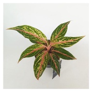 fresh Aglaonema butterfly - Tanaman hias / bibit tanaman aglonema