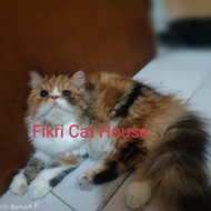 Kucing Persia Peaknose Longhair