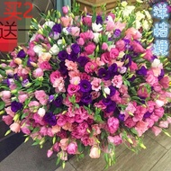 Mixed Color Double Leaf Eustoma Seeds Four Seasons Mixed Color Balcony Courtyard Potted Plant