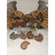 Natural Ammonite Crystal / Fossilized Shell (sold per piece)