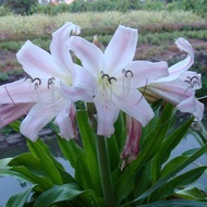 1 หัว แร้งคอดำ ว่านแร้งคอคำ ว่านพระยาแร้ง Crinum latifolium L. เพาะปลูกหน้าบ้านดีนักแล