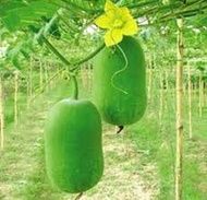 Biji benih buah kundur