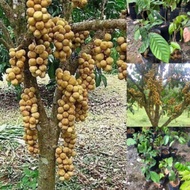 Pokok Dokong Hybrid Siam