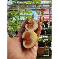 Anak Pokok Fiq dari keratan batang