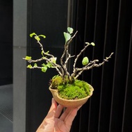 日本長壽梅∣迷你盆景