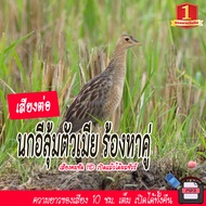 No.1 Shop เสียงนกอีลุ้มตัวเมีย ร้องหาคู่ ยาว 10 ชั่วโมง แฟลชไดร์ฟ MP3 เข้าไวสุด แฟลชไดร์ฟพร้อมใช้งาน
