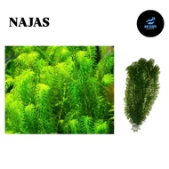 [LOW TECH] Egeria Najas | Narrow-Leaf Anacharis | Aquatic Live Plant