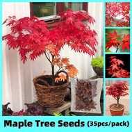 *ขายเมล็ดพันธุ์/ประเทศไทยพร้อมสต็อก* ปลูกง่าย 35 เมล็ด เมล็ดเมเปิ้ล ต้นไม้แคระ Red Maple Tree Seeds Maple Seeds ต้นเมเปิ้ล ต้นเมเปิ้ลแดง ต้นบอนสี ต้นไม้มงคล ต้นไม้ บอนสีสวยๆหายาก ของแต่งบ้าน Bonsai Plants Seeds ต้นไม้ฟอกอากาศ ต้นไม้ประดับ ต้นชบาเมเปิ้ล
