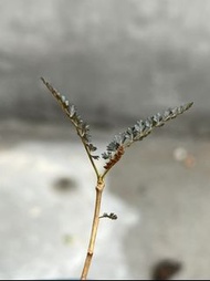 索科特拉 索島 乳香