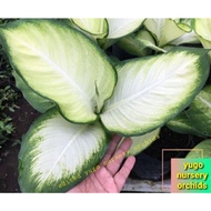 Aglonema Tisu diven tisu Aglonema Diven tissue harmoni