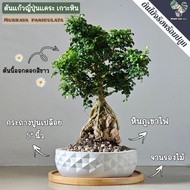 Japanese Dwarf Glass Bonsai Stone Island Showing Roots (Murraya paniculata (L.) Jack) Full Set Ready