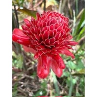 Benih Anak Pokok Rizom Kantan Merah/Pink