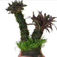 Bonsai mini tanaman aquascape hiasan akuarium Dekorasi akuarium