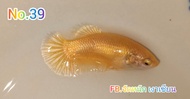 ปลากัดสีทอง เลือกผู้+เมีย ได้พร้อมผสมพันธุ์ ปลากัดชุปเปอร์โกล💥เกรดปกติ ปลากัดสีทองล้วน ปลากัดสวยๆ❤️ปลากัดสีมงคล 🥰❤️ปลากัดสวยงามโชว์สวยมีให้เลือก 2ตัวผู้เมียขนาด 1.3-1.6 ตัวใหญ่พร้อมผสมพันธุ์