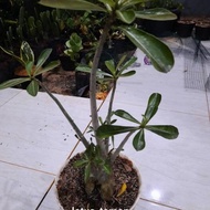 BONSAI ADENIUM OBESUM UKURAN SEDANG-tanaman bonsai adenium obesum