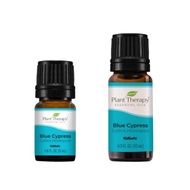 Plant Therapy Blue Cypress Essential Oil