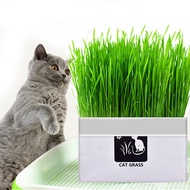 Natural Soil-less Cat Grass Planting Kit Soil-less Fast Growing Organic Wheatgrass Seed Health Care Hairball Pet cat