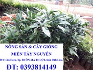 Cây giống Trứng gà [ LÊ KI MA ] [ Cây khỏe bầu to dễ trồng vs sinh trưởng tốt ]