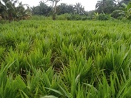 【GW】Benih Rumput Napier Terbaik - Napier Dwarf / Napier Australia (4kg)