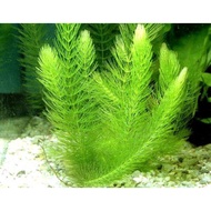 Hornwort floating plant for aquarium / aquascape