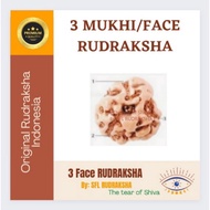 3 MUKHI Rudraksha 15pcs SIZE 13mm-16mm (1.3cm-1.6cm) READY TO MAKE HOLE