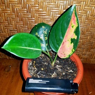 aglonema / aglaonema sultan brunei / SB / pancawati REAL PICT stock 1