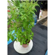 holy basil plant ( thulsai) 0.500 height