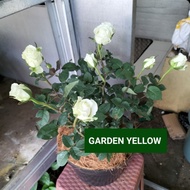 Tanaman Hias Peket 3 Bunga Mawar Putih Besar Inc Pot Hitam Dan Serabut