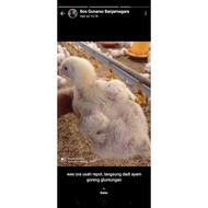 TM17 Vitamin Ayam - Vitamin Anak Ayam - Vitamin Ayam Broiler -