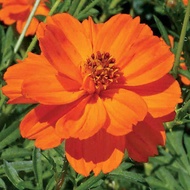 biji/benih/bibit bunga cosmos orange