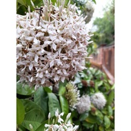 Anak Pokok Bunga Flower Tudung Periuk Putih Ixora Coccinea Makanan Lebah Kelulut PROMÓ MERDEK∆ 2PCS 