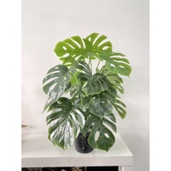 Pokok Monstera Hiasan Viral