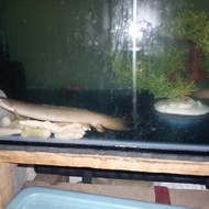Palmas sepasang senegalus slayer x albino, pernah bertelur