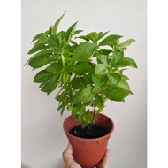 10 biji benih thai bush basil/ lavender basil